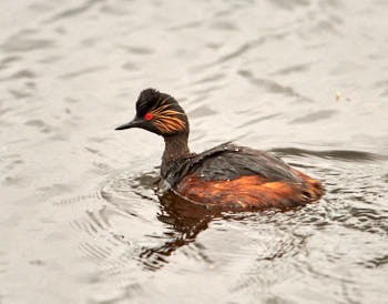 Faune des marais<br>NIKON D4, 700 mm, 2500 ISO,  1/2000 sec,  f : 6.3 